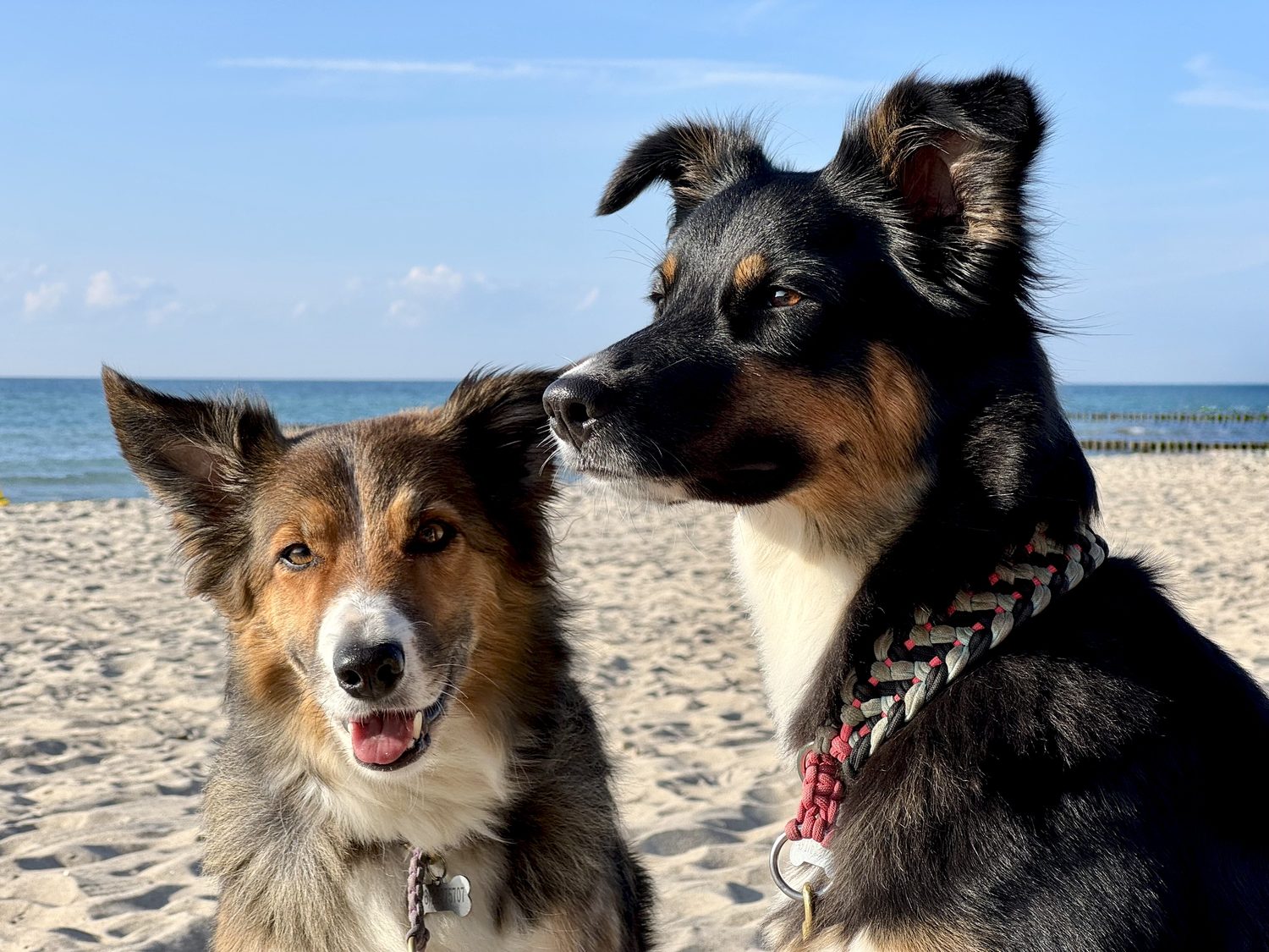 Zwei Hunde von Evi am Strand in Oberbayern