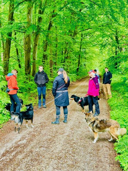 Mehrere Mensch-Hund-Teams beim gemeinsamen Gruppentraining auf einem Waldweg