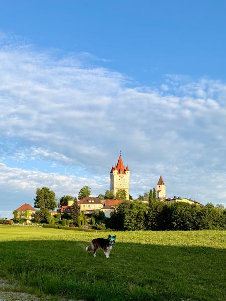 Hund mit Schutzbrille auf einer Wiese vor dem Schlossturm in Haag in Oberbayern