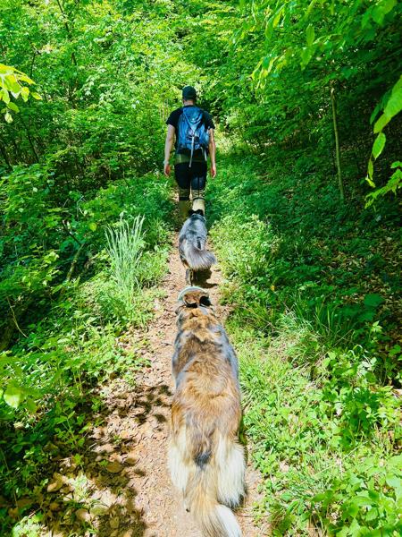 Wanderung mit Hunden, die ruhig auf einem schmalen Waldpfad folgen