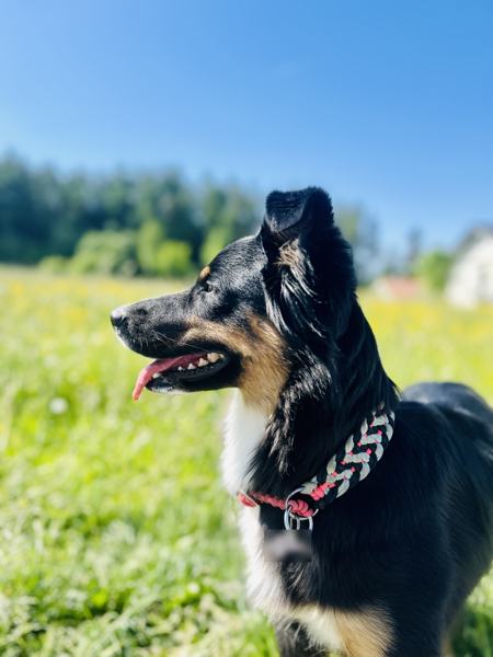 Aufmerksamer Hund im Profil auf einer sonnigen Sommerwiese