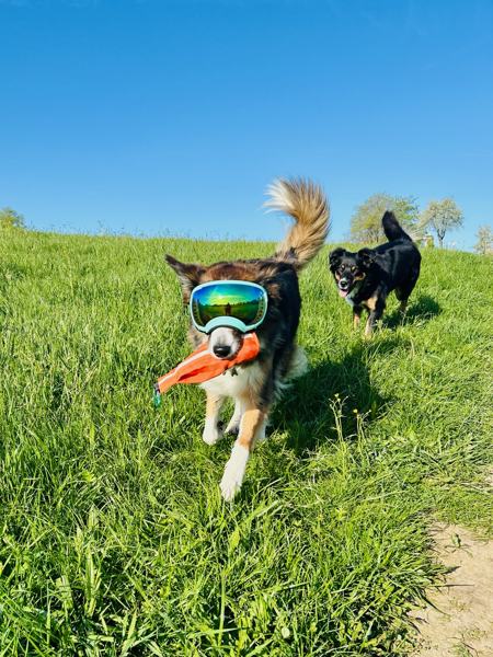Hund mit Schutzbrille rennt über eine Wiese