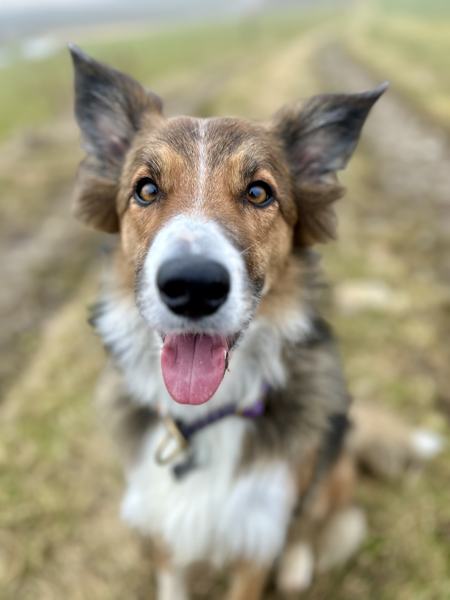 Freundlicher Hund mit heraushängender Zunge im Nahaufnahme-Porträt auf einem Feldweg
