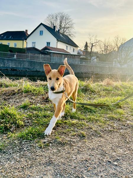 Junger Hund läuft freudig über eine Wiese