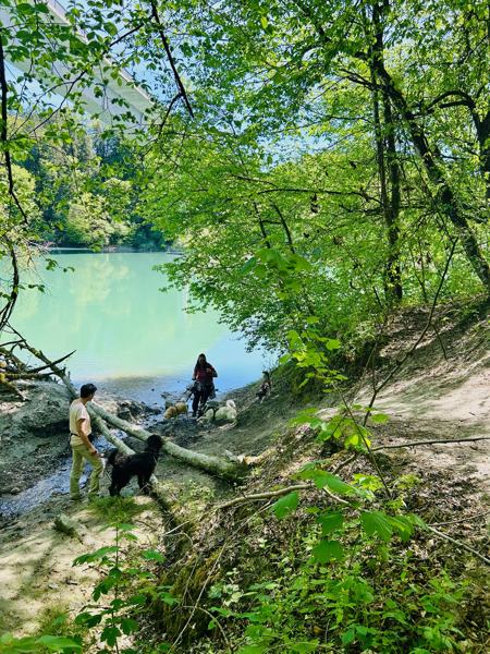 Türkis schimmerndes Wasser am Innufer mit Hunden