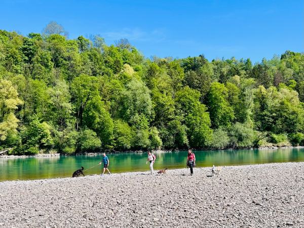 Hunde am Kiesstrand des Inn bei Rosenheim