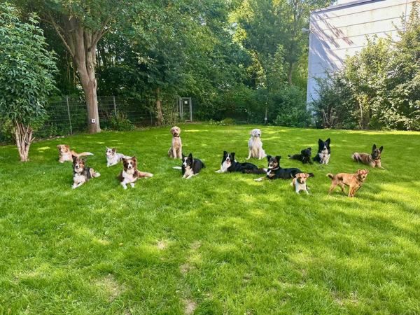 Große Hundegruppe liegt entspannt und ruhig verteilt auf einer Wiese