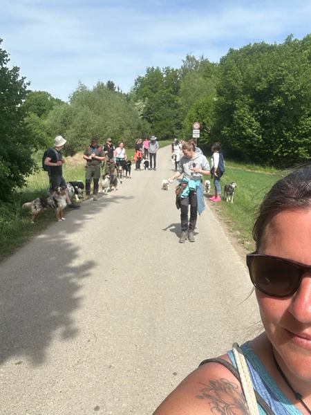 Große Walk-and-Talk-Gruppe mit vielen Hunden auf einem Weg