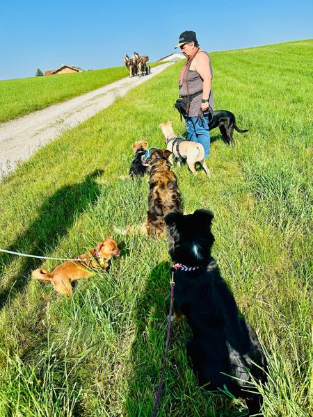 Walk-and-Talk-Gruppe mit vielen Hunden auf einem grünen Hügelpfad