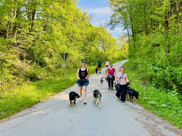 Walk and Talk – Gruppe von Hundehaltern mit ihren Hunden auf einem Waldweg