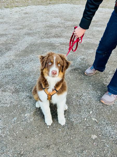 Junger Australian Shepherd an der Leine