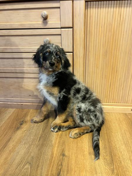 Australian-Shepherd-Welpe sitzt aufmerksam