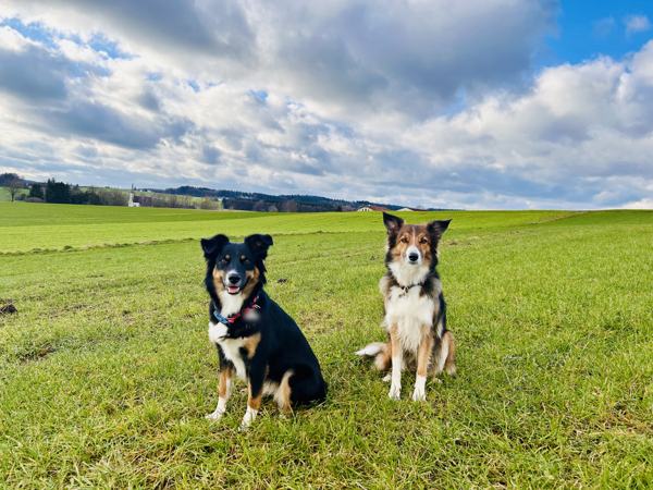 Zwei aufmerksame Hunde sitzen auf einer Wiese vor oberbayerischer Hügellandschaft