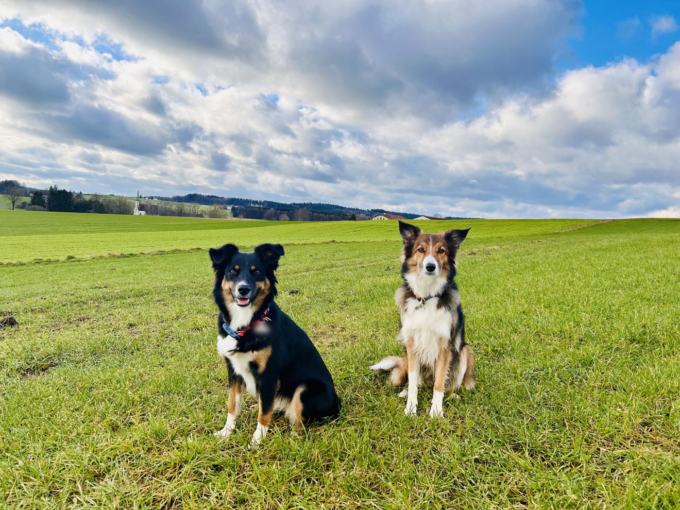 Zwei aufmerksame Hunde sitzen auf einer Wiese vor oberbayerischer Hügellandschaft